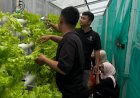 Panen Selada Hidroponik di Rutan Wonosobo: Peserta Magang Ikut Sukseskan Program Ketahanan Pangan